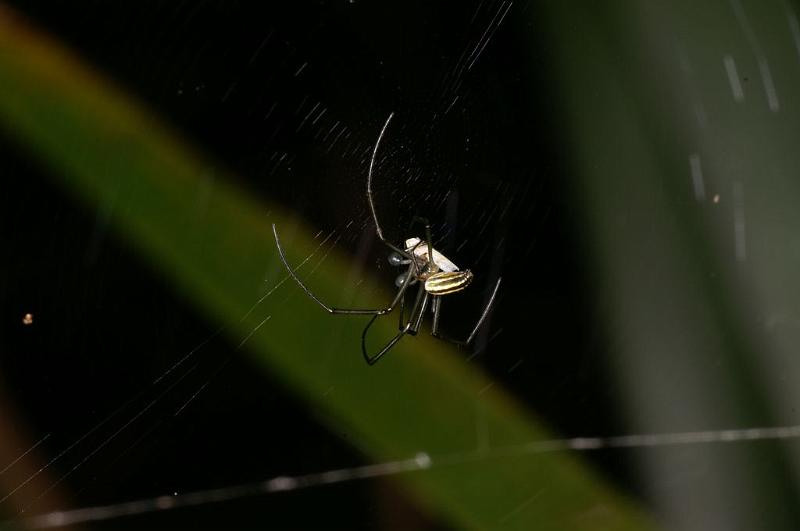 Leucage_granulata_D7696_Z_87_The Gap_Australie.jpg